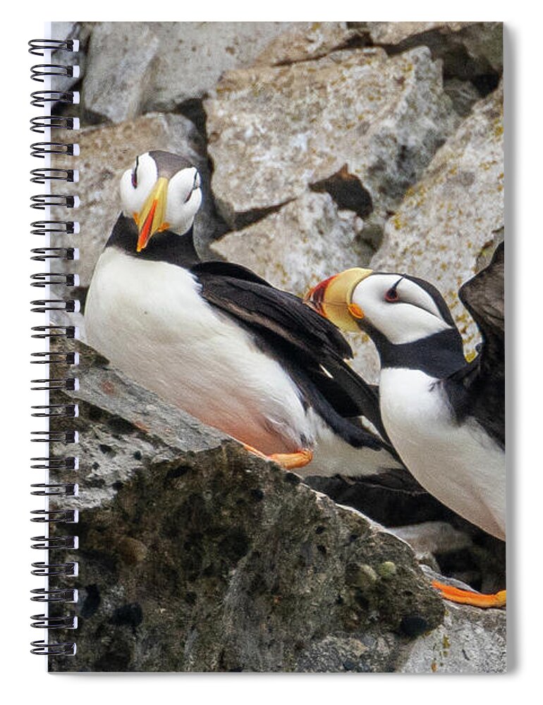 Puffin Spiral Notebook featuring the photograph Horned Puffin Pair 2 by Mark Hunter