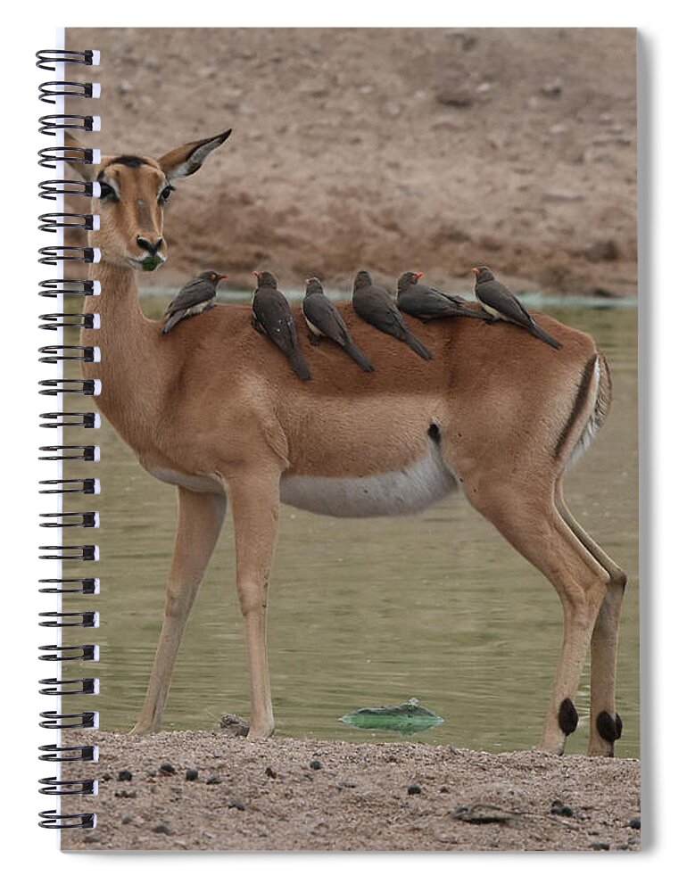 Impala Spiral Notebook featuring the photograph Impala with Oxpeckers by Ben Foster