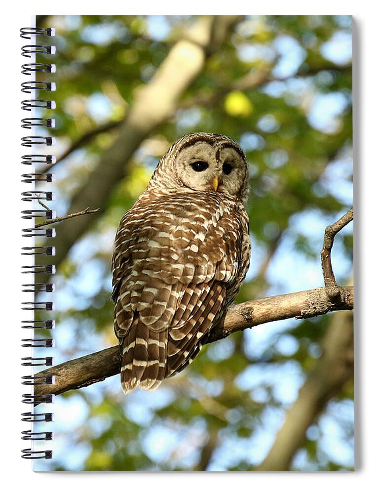 Owls Spiral Notebook featuring the photograph In the morning light #1 by Heather King