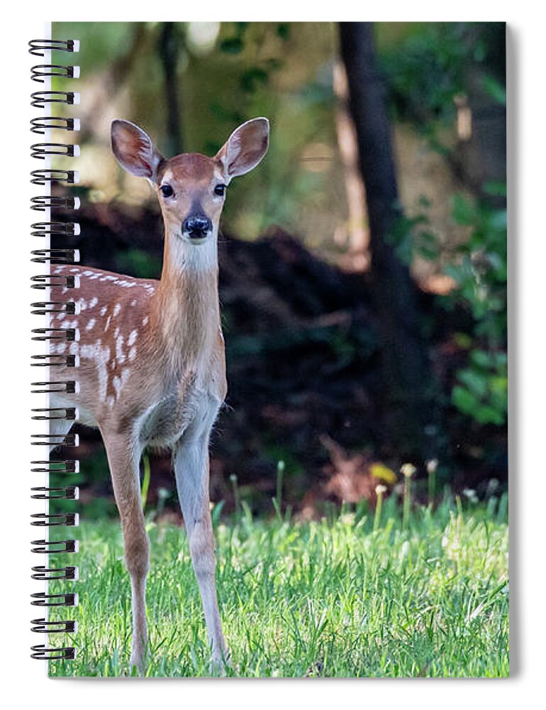 Deer Spiral Notebook featuring the photograph Innocent Eyes of a Young Fawn by Marcy Wielfaert