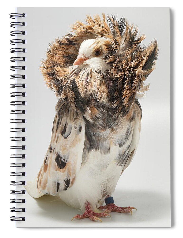 Bird Spiral Notebook featuring the photograph Jacobin Pigeon #1 by Nathan Abbott