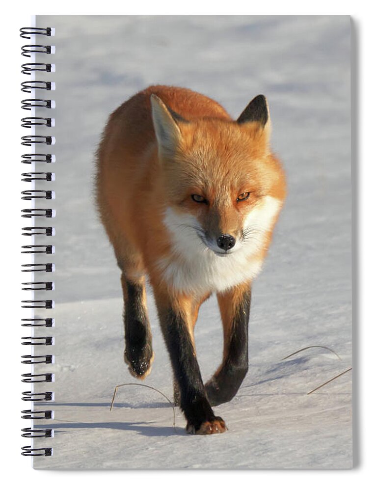 Fox Spiral Notebook featuring the photograph Just Passing Through by Susan Rissi Tregoning