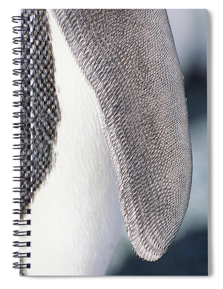 Animal Themes Spiral Notebook featuring the photograph King Penguin Aptenodytes Patagonicus #1 by Art Wolfe