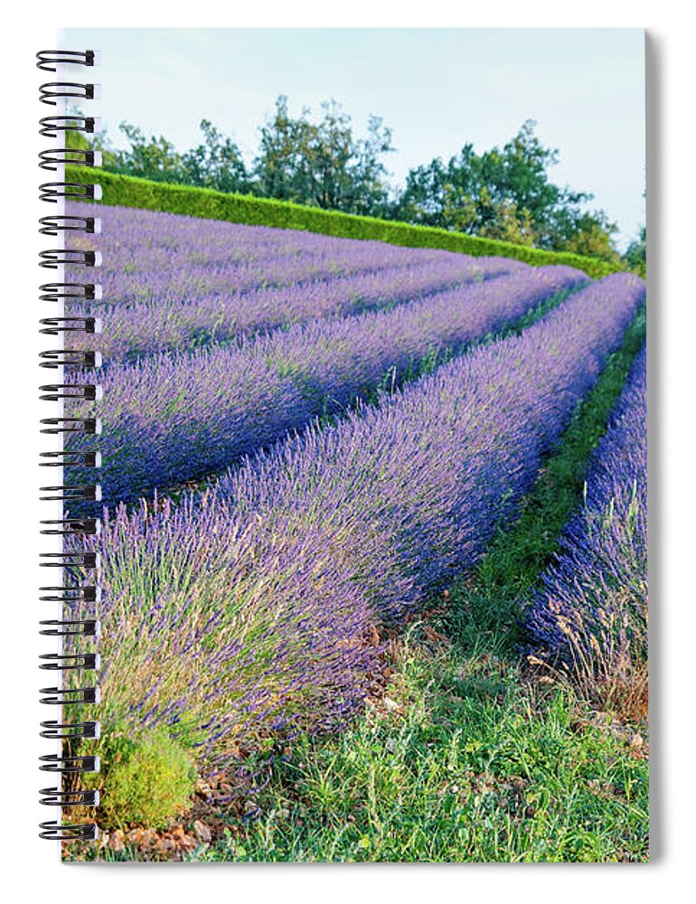 Scenics Spiral Notebook featuring the photograph Lavander Field #1 by Mmac72