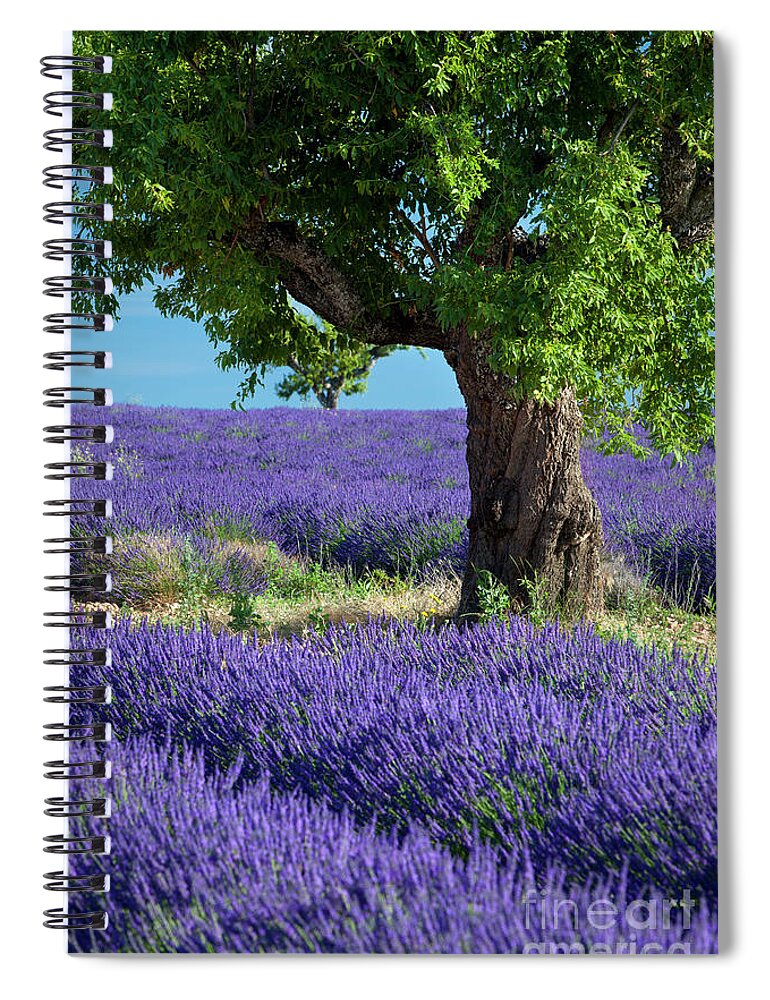 Lavender Spiral Notebook featuring the photograph Lone Tree in Lavender by Brian Jannsen