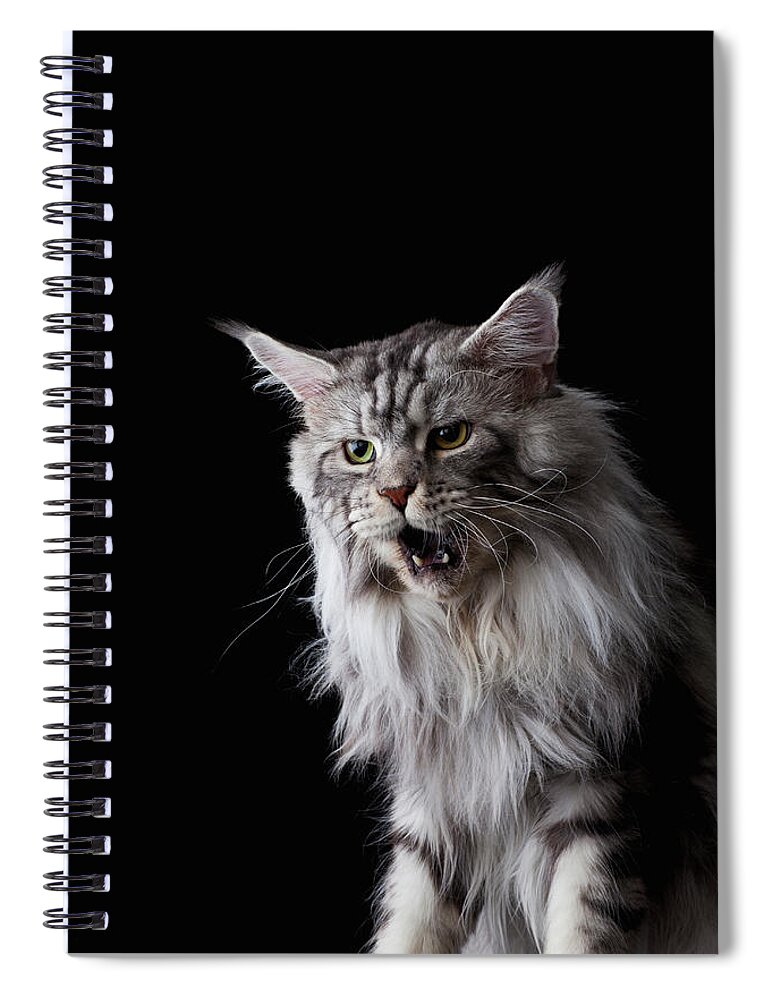 Three Quarter Length Spiral Notebook featuring the photograph Maine Coon Cat by Ultra.f