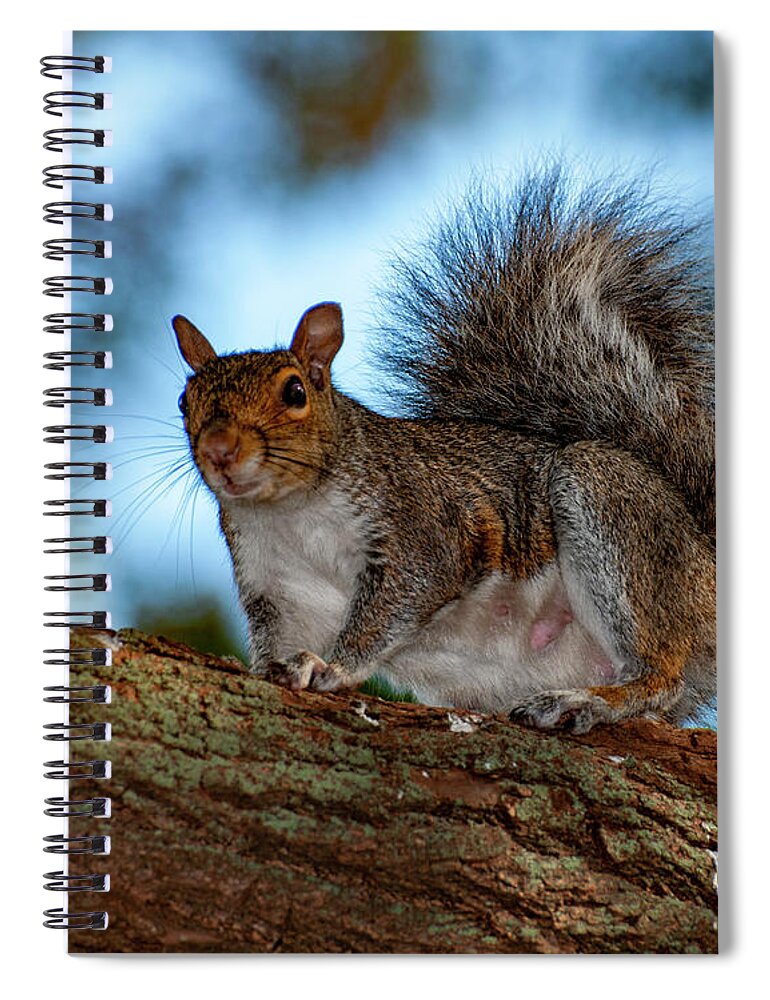Squirrel Spiral Notebook featuring the photograph Momma Squirrel by Cathy Kovarik