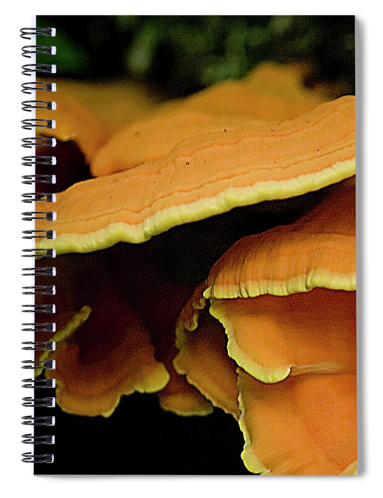 Chicken-of-the-woods Spiral Notebook featuring the photograph Mushrooms on a log II #2 by Rich Collins