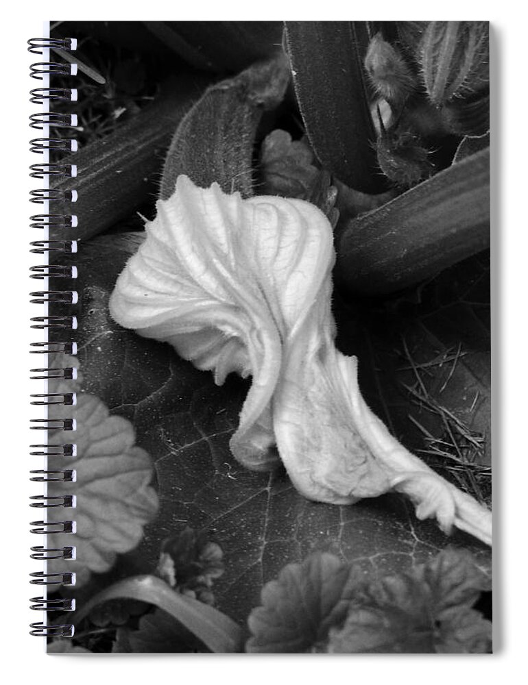 Garden Squash Spiral Notebook featuring the photograph New Life #1 by Rosanne Licciardi
