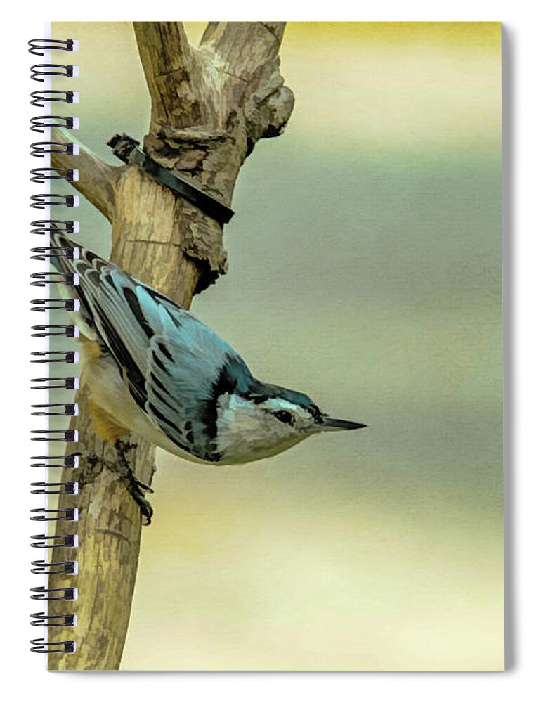 Songbird Spiral Notebook featuring the photograph Nuthatch by Cathy Kovarik