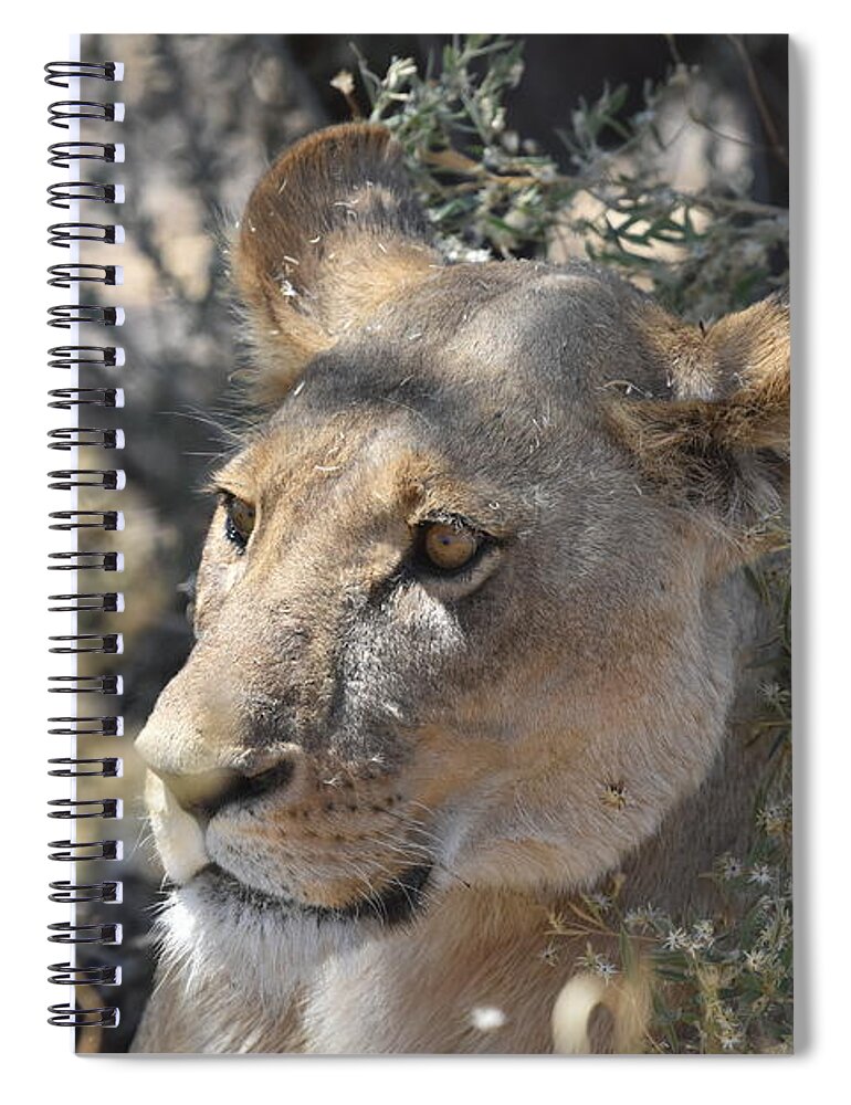 Lion Spiral Notebook featuring the photograph Okavango Lioness by Ben Foster