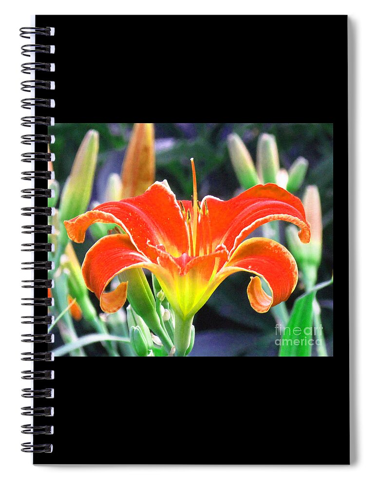 Orange Lily Spiral Notebook featuring the photograph Orange Lily by Delynn Addams