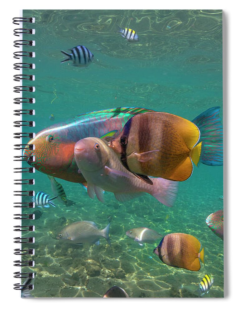 00586442 Spiral Notebook featuring the photograph Parrotfish, Butterflyfish, And Sergeant Major Damselfish, Negros Oriental, Philippines #1 by Tim Fitzharris