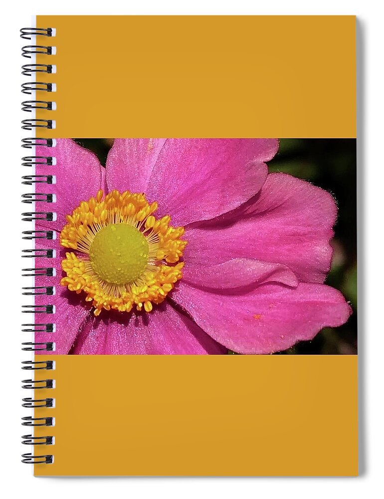 Flora Spiral Notebook featuring the photograph Pink Anemone #1 by Bruce Bley