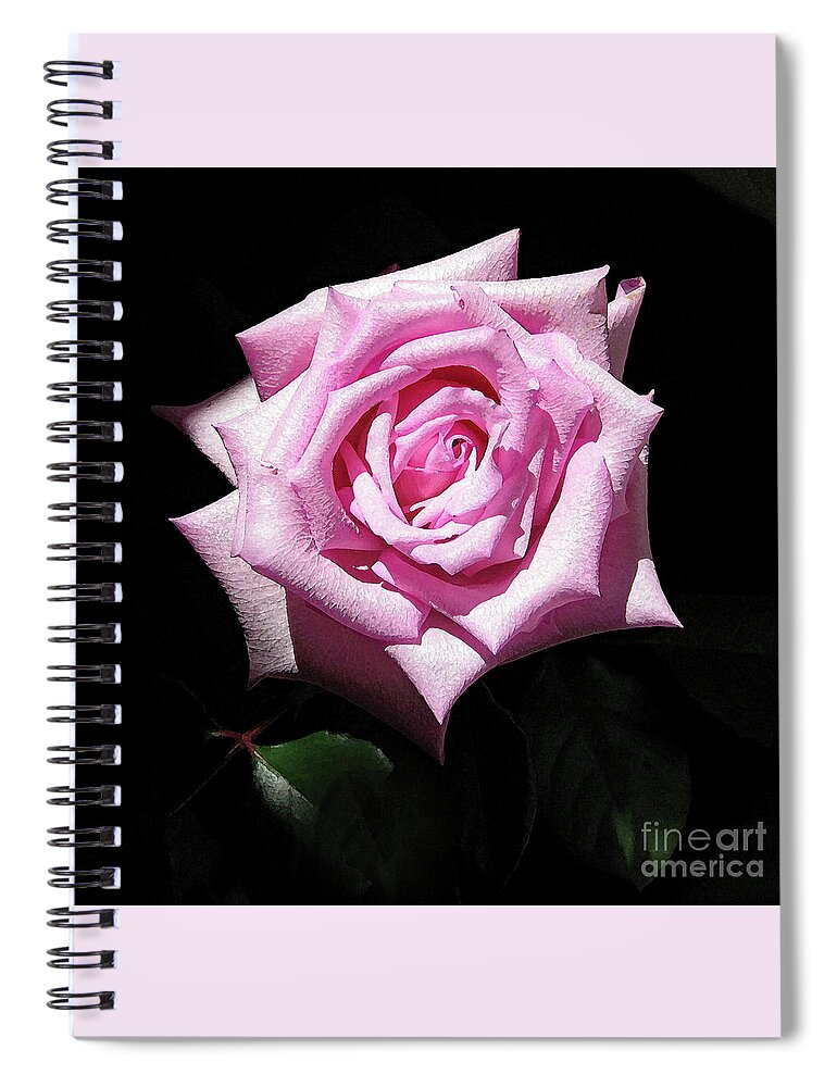 Flower Spiral Notebook featuring the photograph Pink Rose 1027 #1 by Corinne Carroll