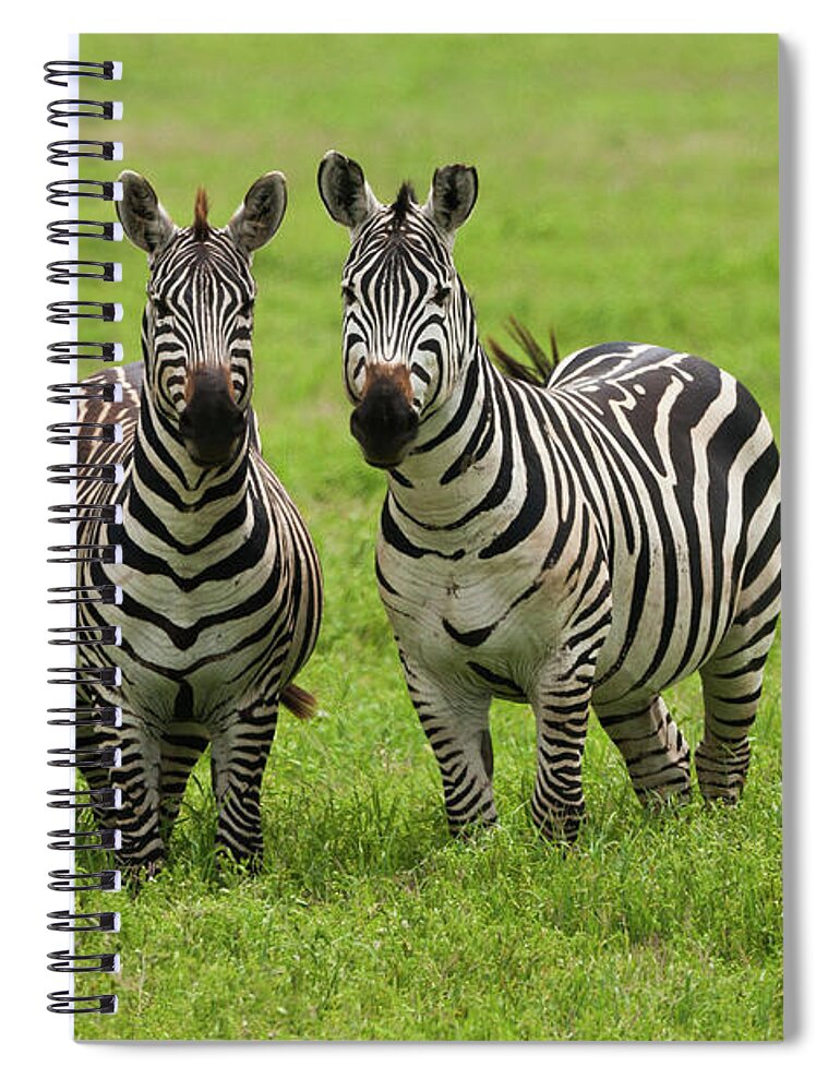 Plains Zebra Spiral Notebook featuring the photograph Plains Zebras, Ngorongoro Conservation #1 by Mint Images - Art Wolfe