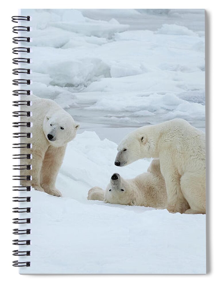 Bear Cub Spiral Notebook featuring the photograph Polar Bears In The Wild. A Powerful by Mint Images - David Schultz