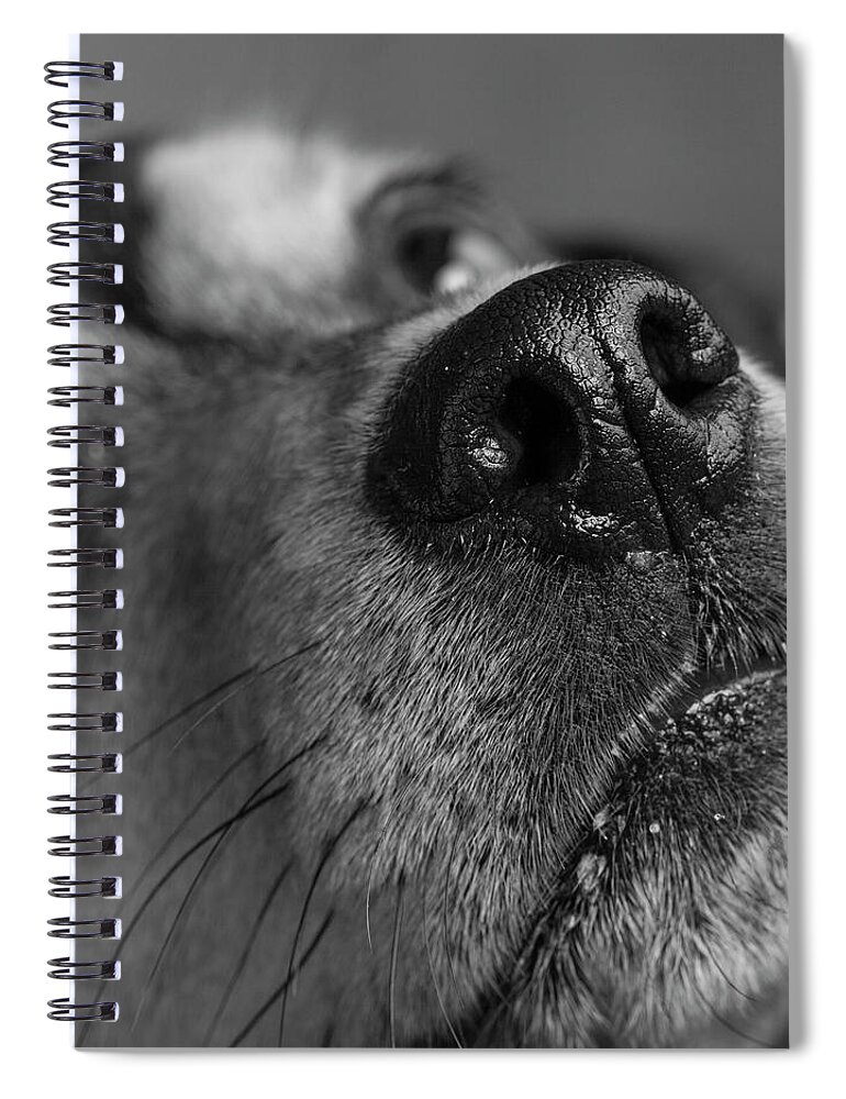 Photography Spiral Notebook featuring the photograph Portrait Of A Min Pin Beagle Dog #1 by Panoramic Images