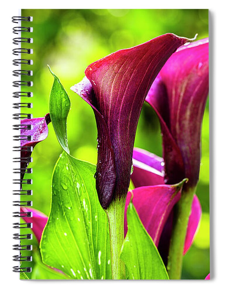 Araceae Spiral Notebook featuring the photograph Purple Calla Lily Flower by Raul Rodriguez