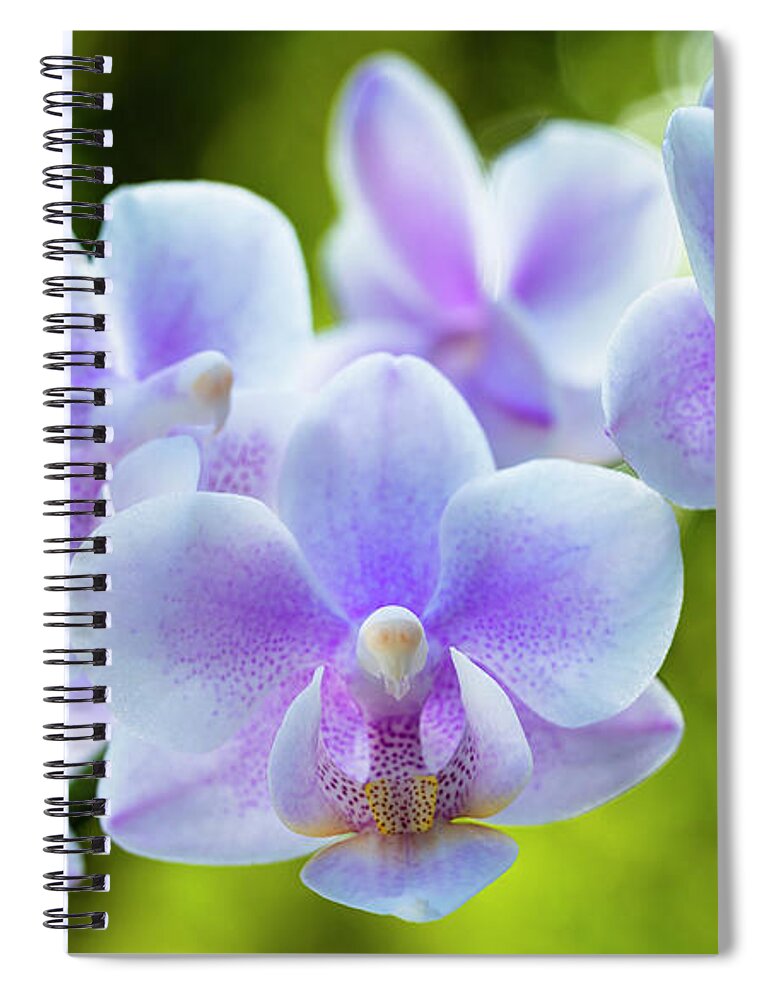 Background Spiral Notebook featuring the photograph Purple Orchid Flowers #1 by Raul Rodriguez