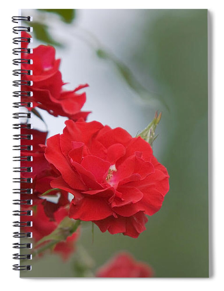 Jenny Rainbow Fine Art Photography Spiral Notebook featuring the photograph Red Roses Koln am Rhein #2 by Jenny Rainbow