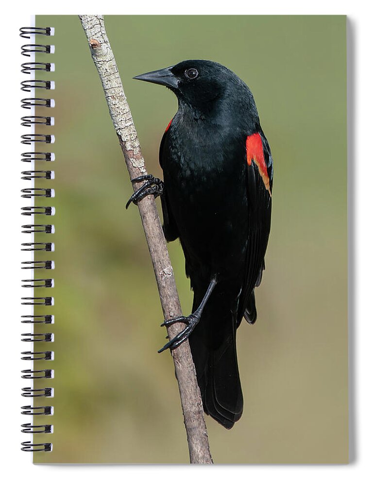 Red-winged Blackbird Spiral Notebook featuring the photograph Red-winged Blackbird #1 by Ken Stampfer