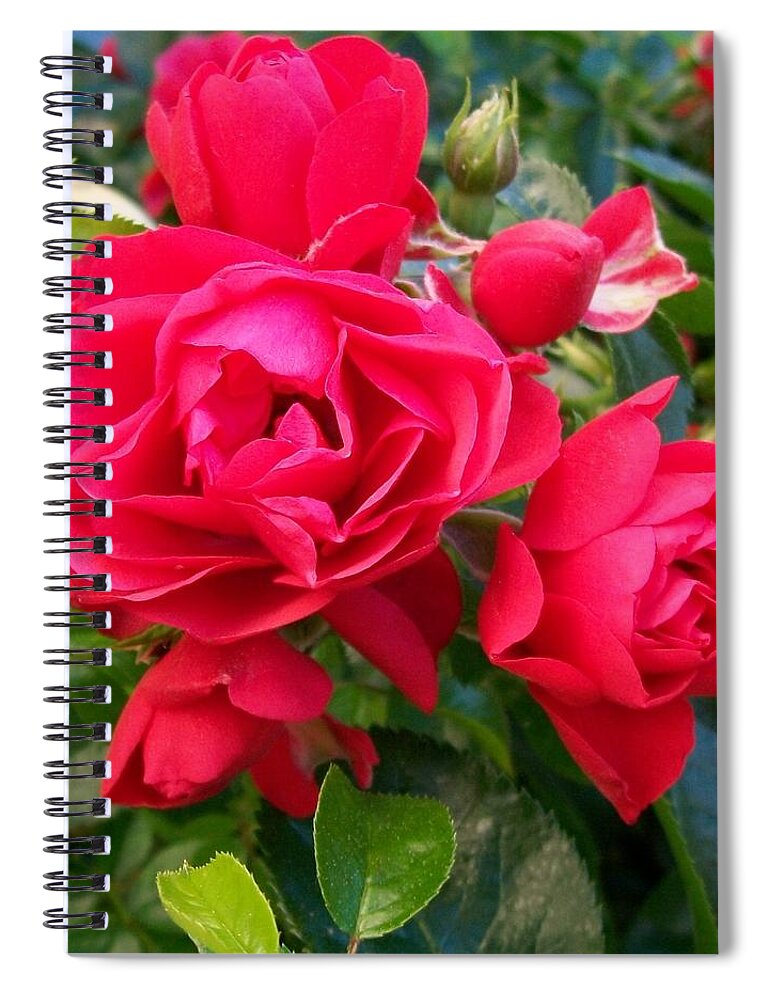 Valentine Spiral Notebook featuring the photograph Rose is a Rose #1 by Sharon Duguay