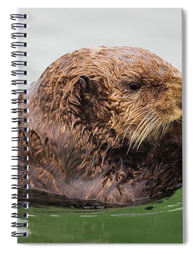 Sebastian Kennerknecht Spiral Notebook featuring the photograph Sea Otter In Elkhorn Slough #1 by Sebastian Kennerknecht