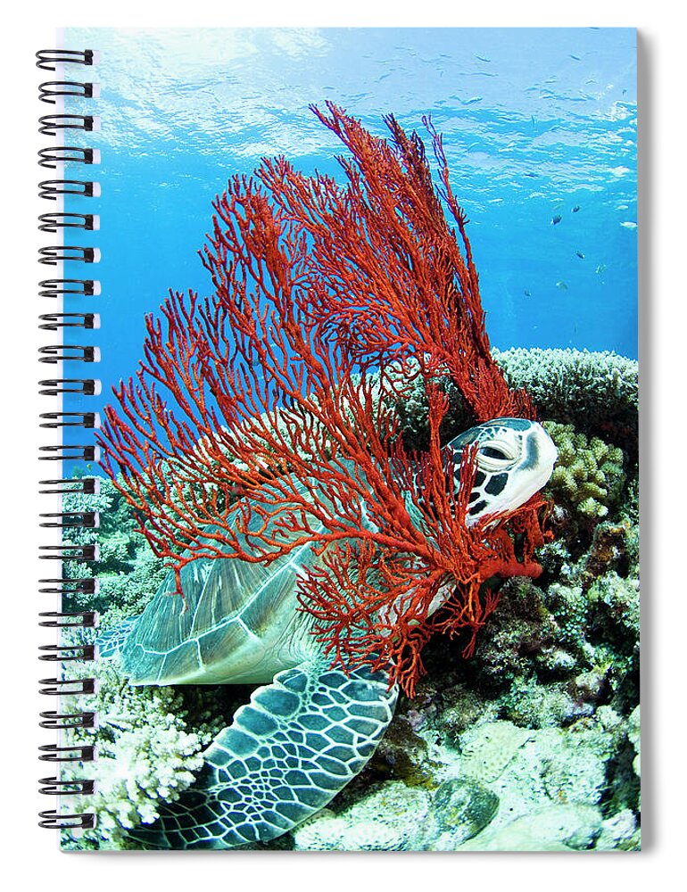 Underwater Spiral Notebook featuring the photograph Sea Turtle Resting Underwater #1 by Yusuke Okada/a.collectionrf
