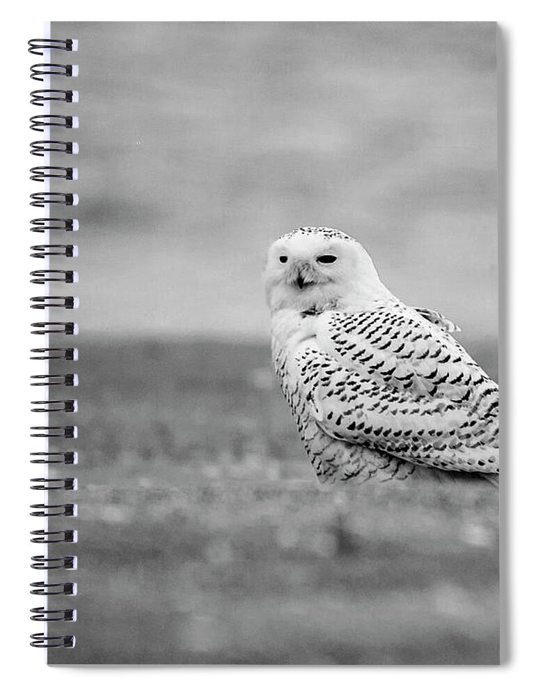 Owl Spiral Notebook featuring the photograph Snowy Owl 5872 #1 by Cathy Kovarik