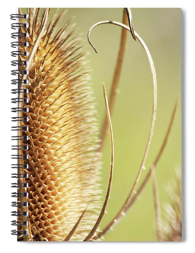 Spent Canadian Thistle Spiral Notebook featuring the photograph Spent Canadian Thistle #2 by Rich Collins