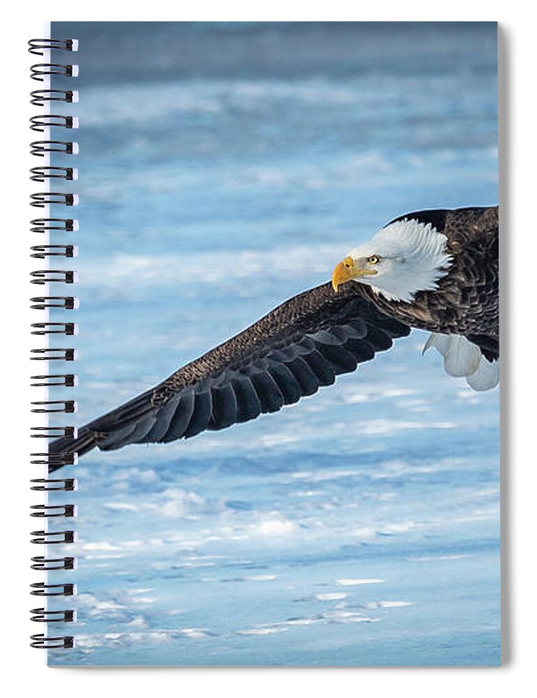 Eagle Spiral Notebook featuring the photograph Spread Wide #2 by Laura Hedien