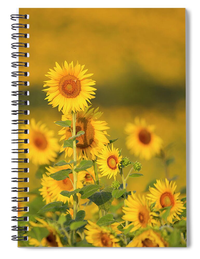 Scenics Spiral Notebook featuring the photograph Sunflower Fields In Tuscany,italy #1 by Chris Cole