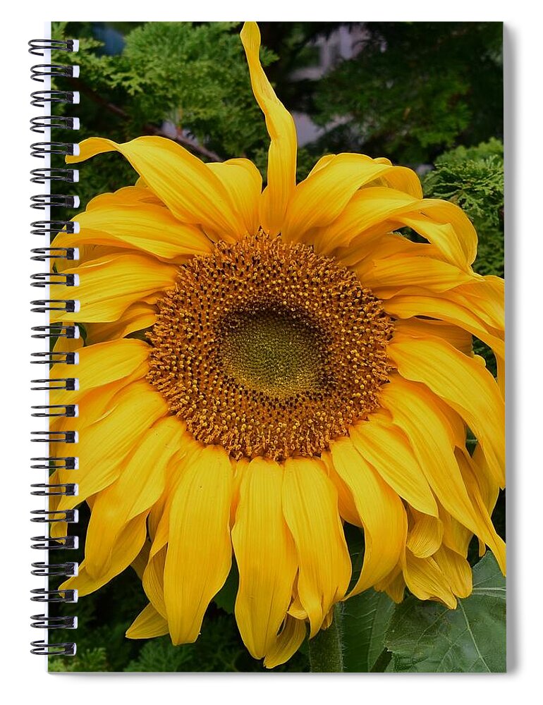 Sunflower Spiral Notebook featuring the photograph Sunflower #1 by Jimmy Chuck Smith