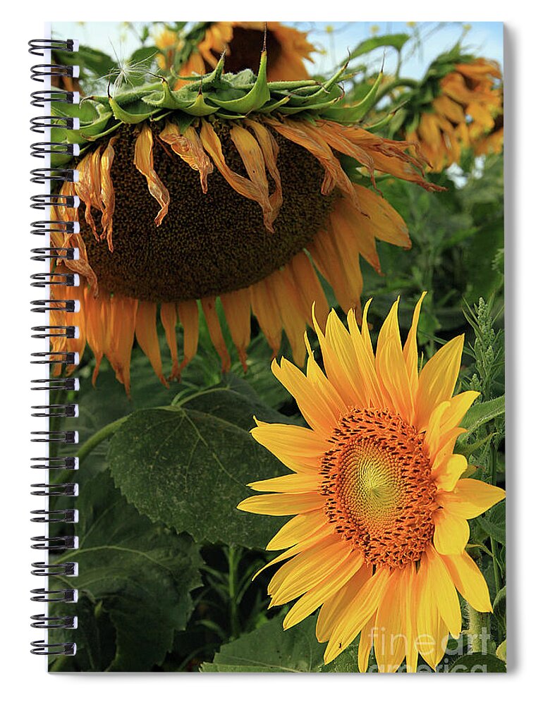 Sunflowers Spiral Notebook featuring the photograph Sunflowers Past and Present #1 by Paula Guttilla
