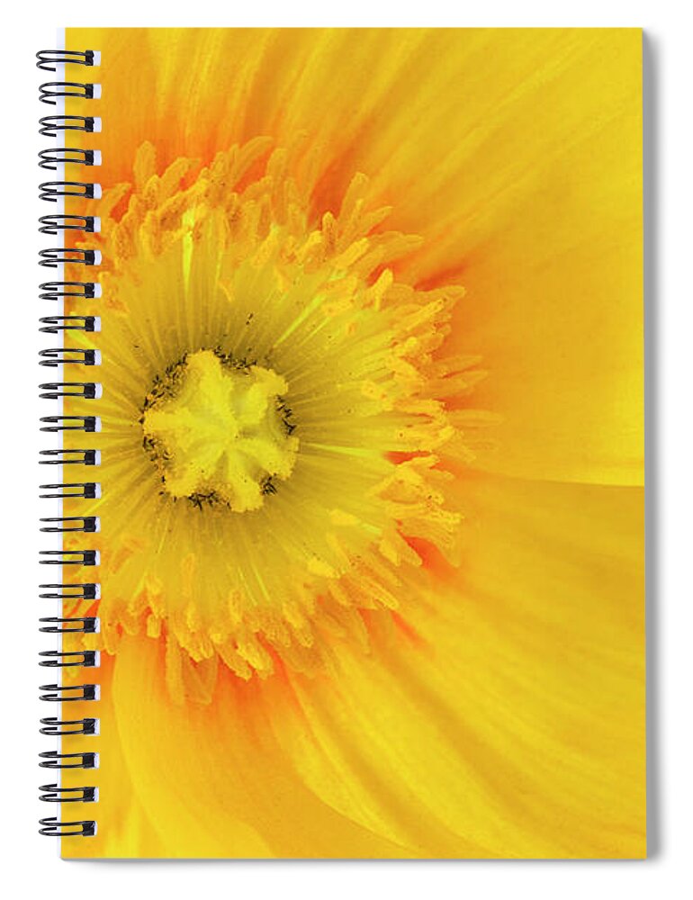 Iceland Poppy Spiral Notebook featuring the photograph Sunshine #2 by Patty Colabuono