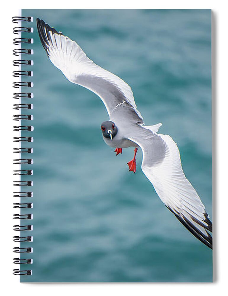 Animals Spiral Notebook featuring the photograph Swallow-tailed Flying Off Plazas Island #1 by Tui De Roy