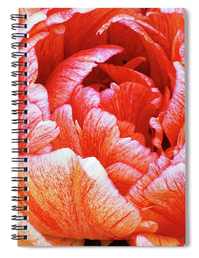 Parrot Tulip Spiral Notebook featuring the photograph Taking In The Open Air by Kathi Mirto