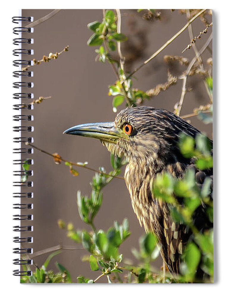 Squacco Heron Spiral Notebook featuring the photograph The look 03 #1 by Arik Baltinester