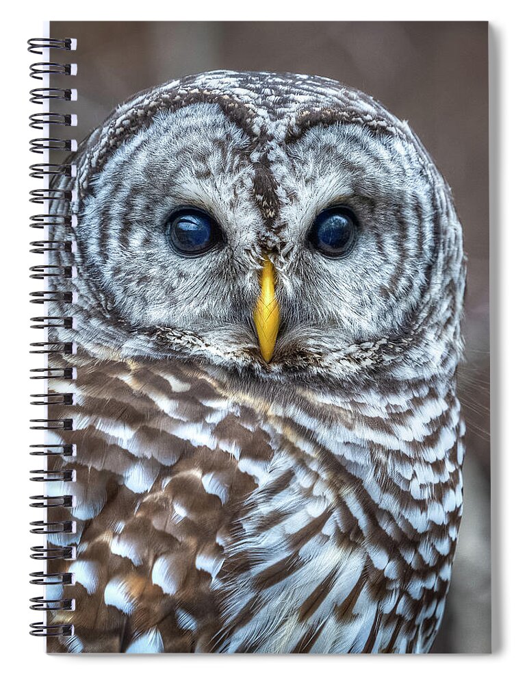 Owl Spiral Notebook featuring the photograph Barred Owl #1 by Brad Bellisle