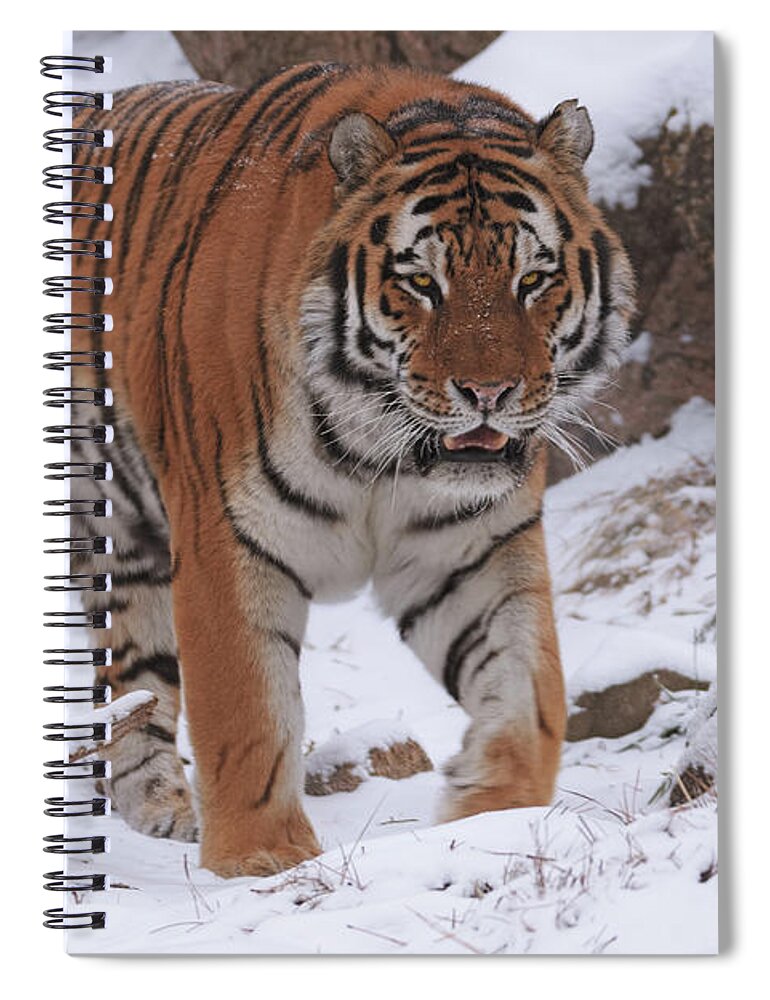 Animal Spiral Notebook featuring the photograph Tiger #1 by Brian Cross