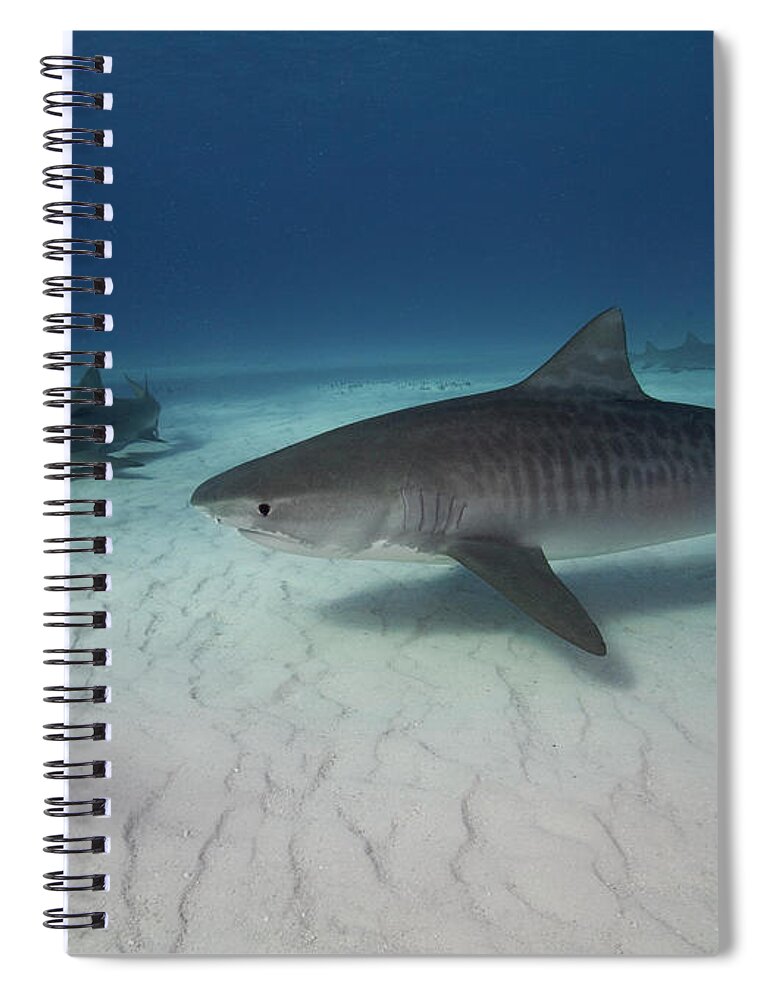 Underwater Spiral Notebook featuring the photograph Tiger Shark On White Sand Beach #1 by Alastair Pollock Photography