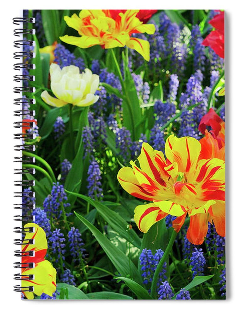 Tulips Spiral Notebook featuring the photograph Tulips and Bluebell Flowerbed by Anastasy Yarmolovich