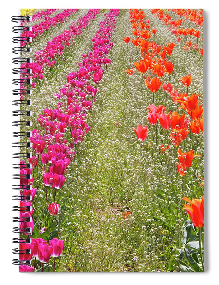 Orange Color Spiral Notebook featuring the photograph Tulips In A Field At Wooden Shoe Tulip #1 by Design Pics / Craig Tuttle