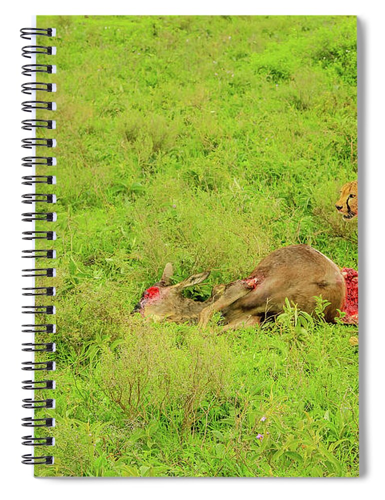 Cheetah Spiral Notebook featuring the photograph Two Cheetah eats Gnu #1 by Benny Marty