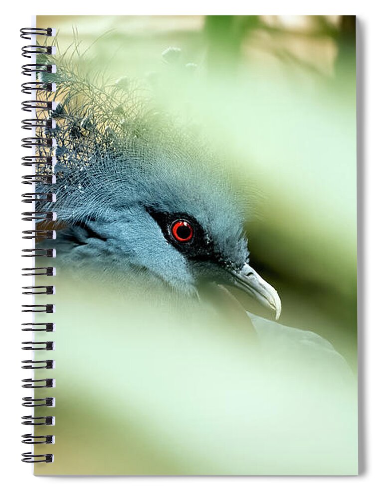 Pigeon Spiral Notebook featuring the photograph Victoria Crowned Pigeon #1 by Kuni Photography