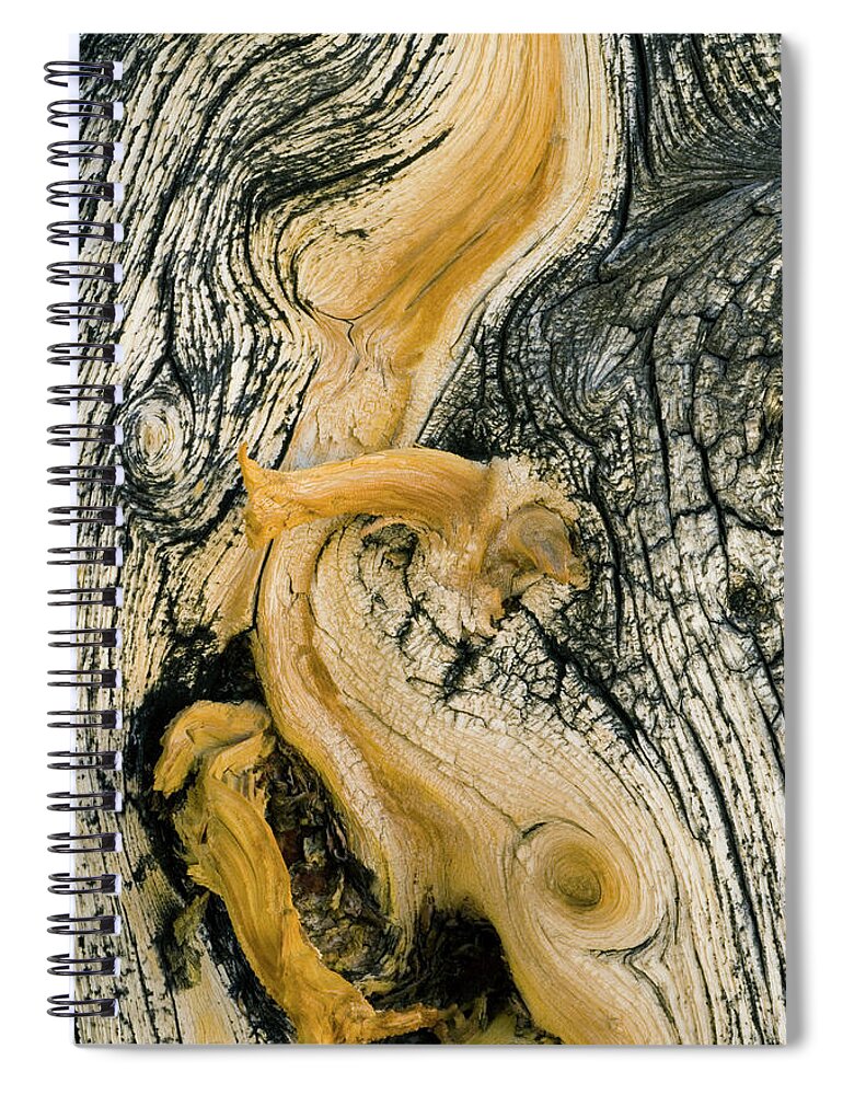 Weathered Spiral Notebook featuring the photograph Weathered Wood Of Ancient Bristlecone #1 by Kevin Schafer