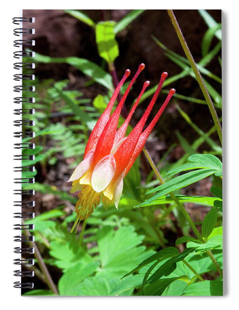 Colorado Spiral Notebook featuring the photograph Western Red Columbine #1 by Julia McHugh