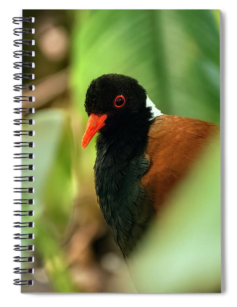 Brown Spiral Notebook featuring the photograph White Naped Pheasant Pigeon #1 by Kuni Photography
