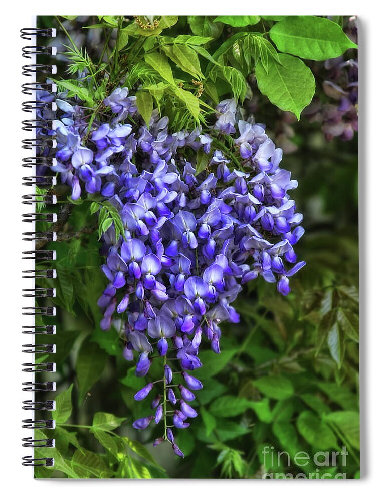 Wisteria Spiral Notebook featuring the photograph Wisteria by Joan Bertucci